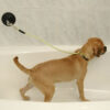 Suction Cup